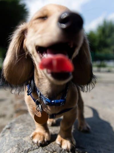 Lincoln Park Dog Run - Jersey City, NJ