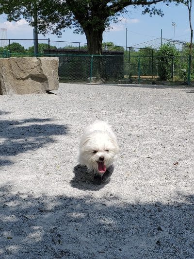 Lincoln Park Dog Run - Jersey City, NJ