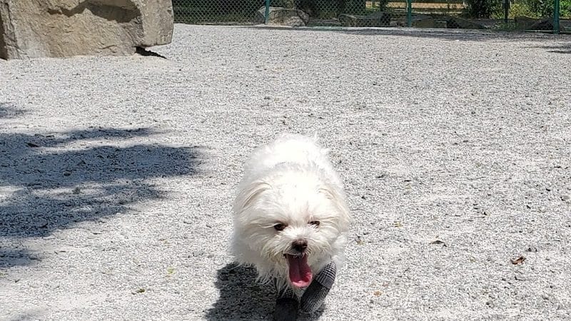 Lincoln Park Dog Run - Jersey City, NJ
