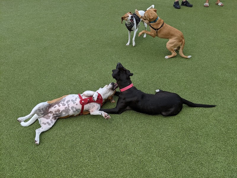 Marin Green Dog Park - Jersey City, NJ
