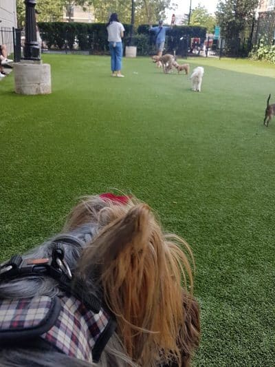 Newport Dog Park - Jersey City, NJ