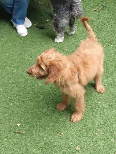 Ogden's End Dog Park - Jersey City, NJ