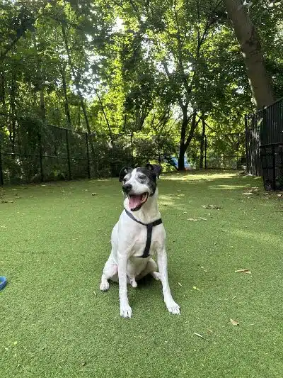 Ogden's End Dog Park - Jersey City, NJ