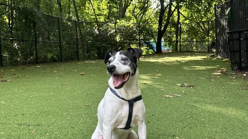 Ogden's End Dog Park - Jersey City, NJ