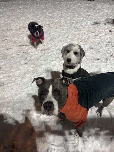 Ogden's End Dog Park - Jersey City, NJ
