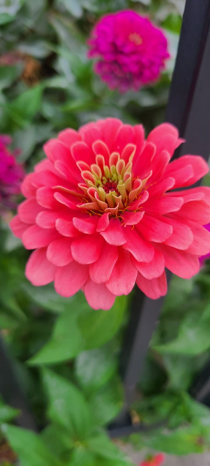 Sgt. Anthony Park - Jersey City, NJ