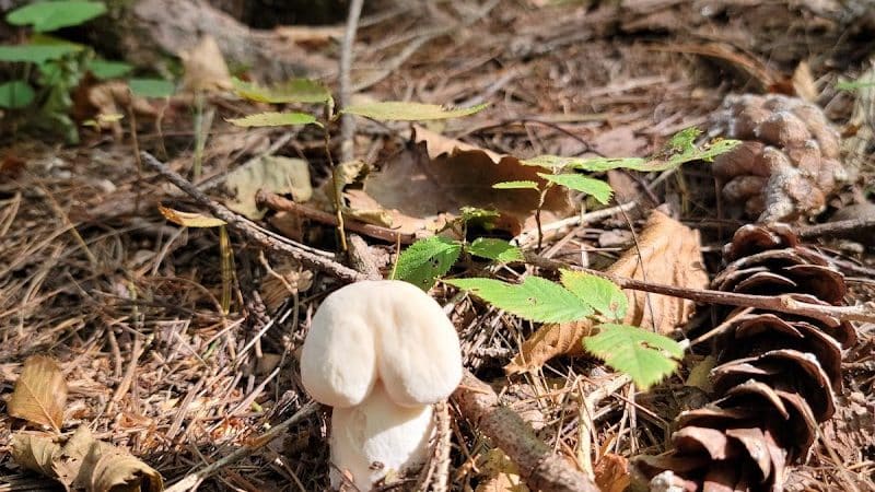 Pittstown SMBA Trail Head - Johnsonville, NY