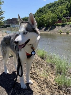 Sandyvale Dog Park