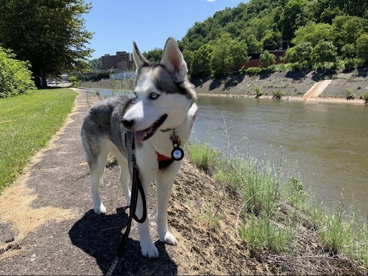 Sandyvale Dog Park - Johnstown, PA