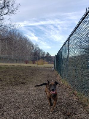 Sandyvale Dog Park