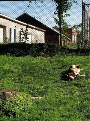 Sandyvale Dog Park