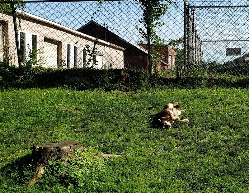 Sandyvale Dog Park - Johnstown, PA