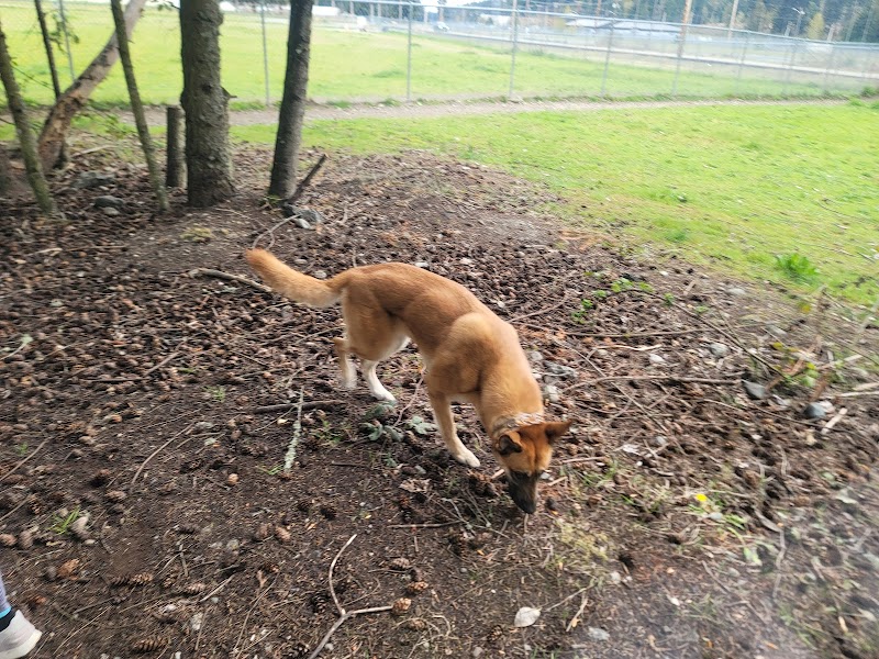 Ft Lewis Dog Park - Joint Base Lewis-McChord, WA