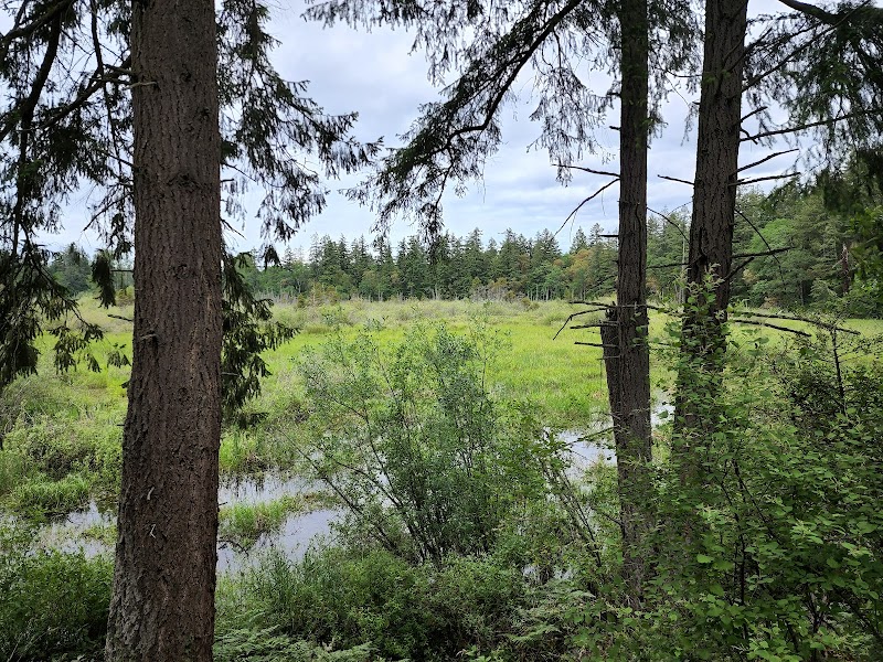 Mckay Marsh Nature Trail - Joint Base Lewis-McChord, WA