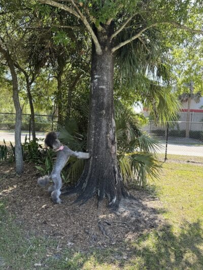 Cinquez Park - Jupiter, FL