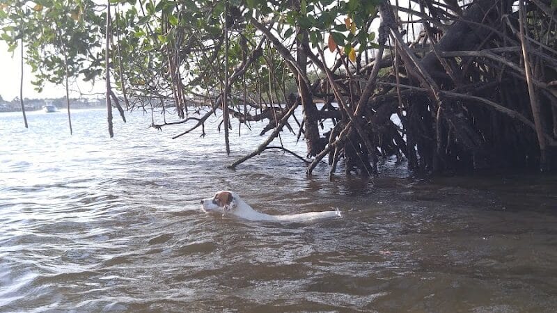 FIND dog park - Jupiter, FL