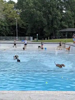 DogWorld Dog Park