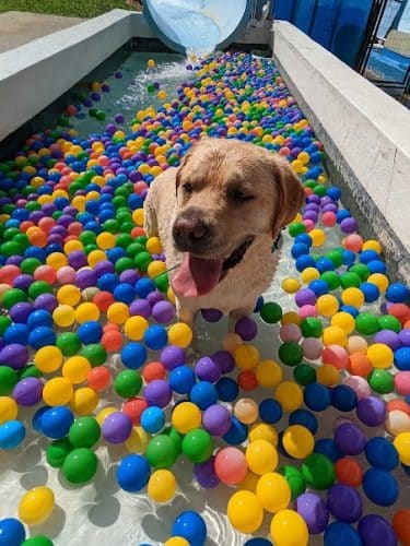 DogWorld Dog Park