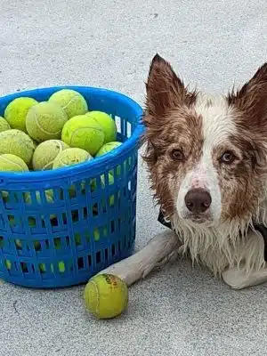 DogWorld Dog Park