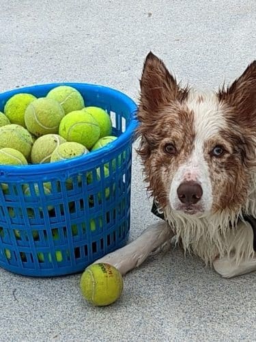 DogWorld Dog Park