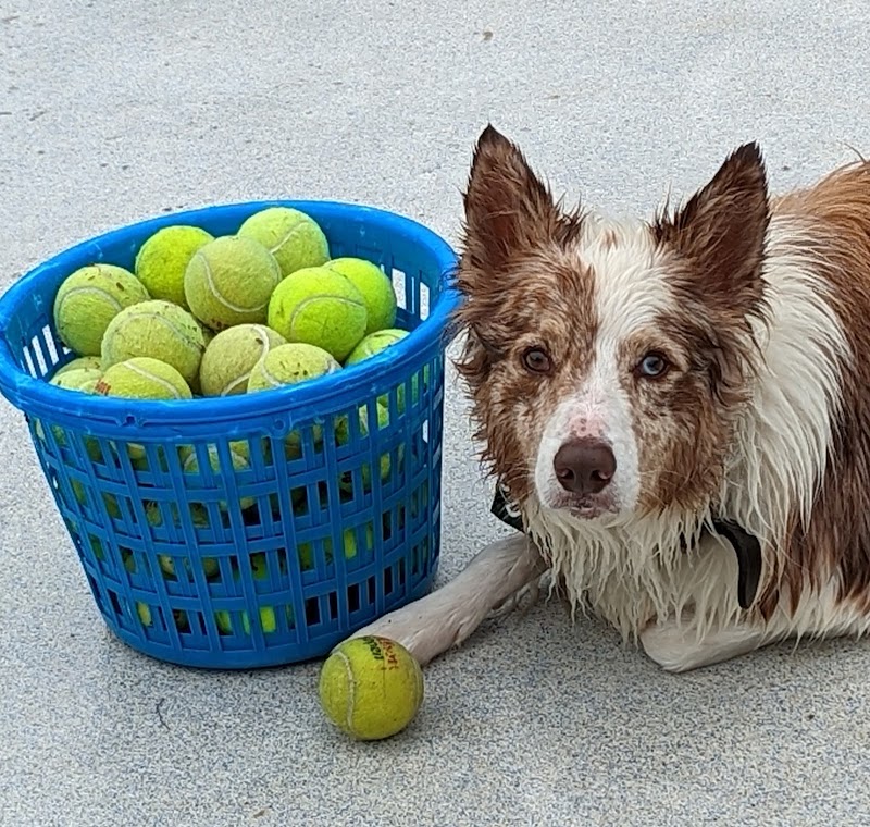 DogWorld Dog Park