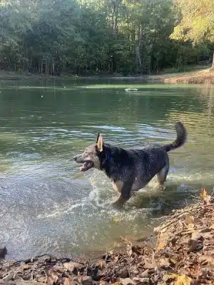DogWorld Dog Park