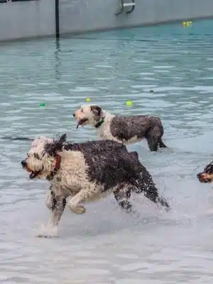 DogWorld Dog Park