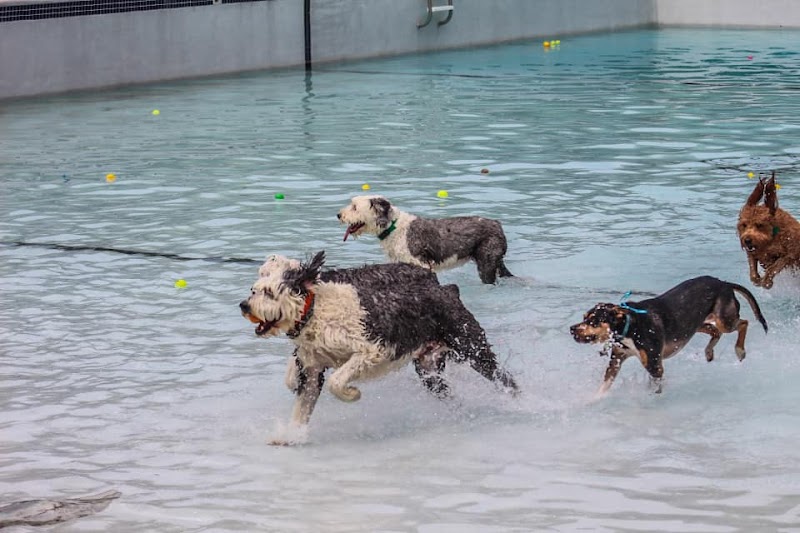DogWorld Dog Park