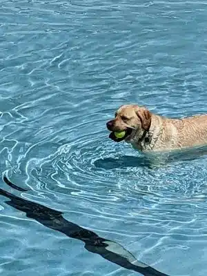 DogWorld Dog Park