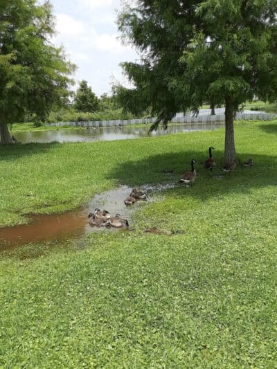 Kenner City Park Dog Park - Kenner, LA