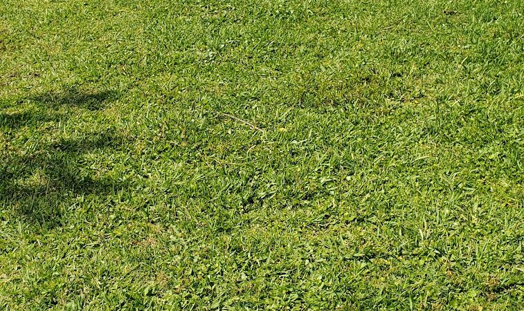 Kenner City Park Dog Park - Kenner, LA