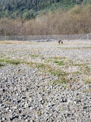 Dog Park