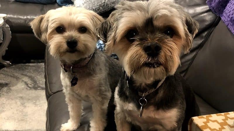 Dog Days and Cat Nights - Kew Gardens, NY