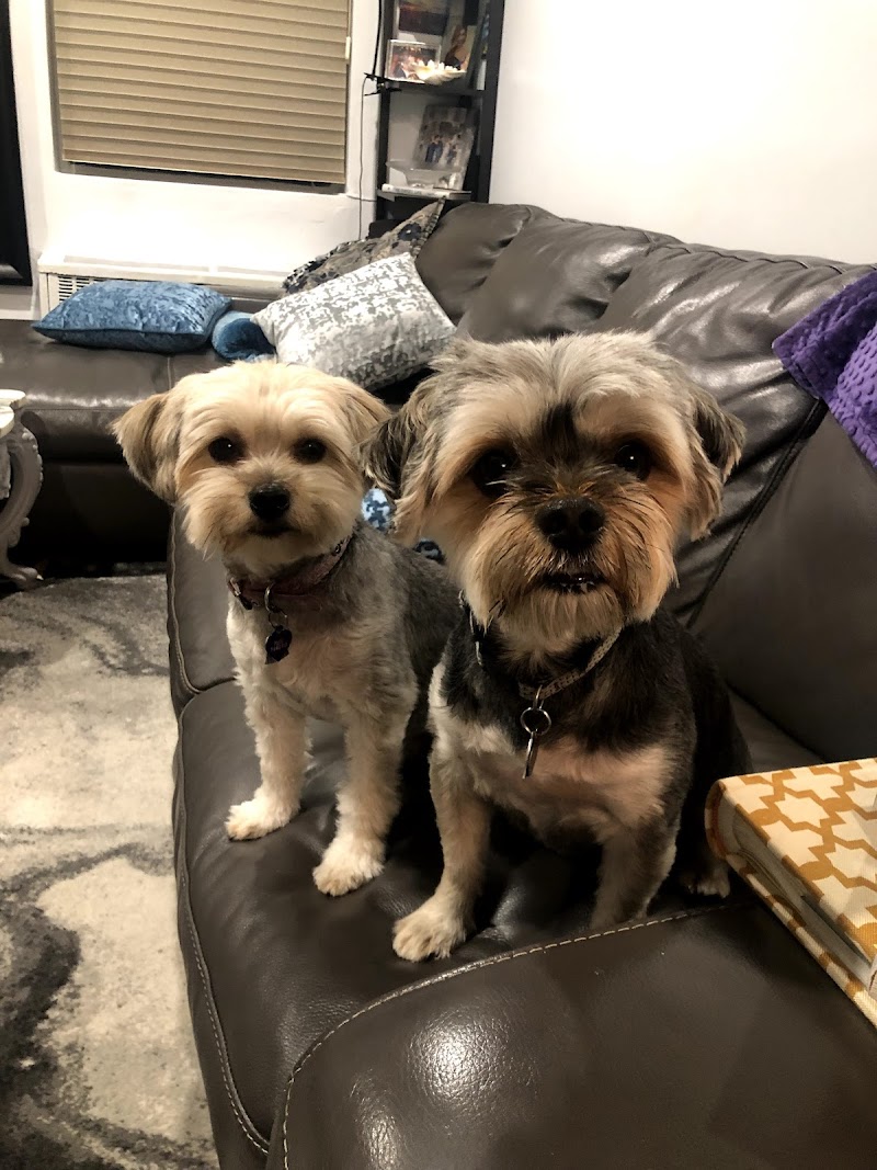 Dog Days and Cat Nights - Kew Gardens, NY