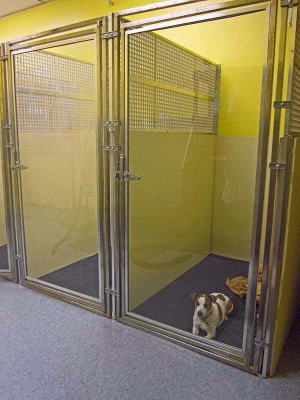 Dog Days and Cat Nights - Kew Gardens, NY