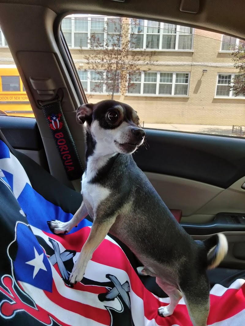 Dog Days and Cat Nights - Kew Gardens, NY