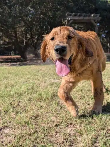Mary's Paws Park - Kill Devil Hills, NC
