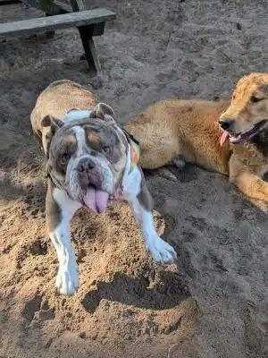Mary's Paws Park - Kill Devil Hills, NC