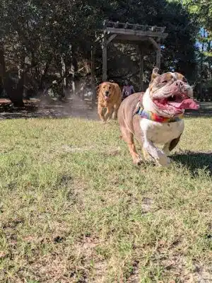 Mary's Paws Park - Kill Devil Hills, NC
