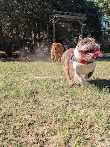 Mary's Paws Park - Kill Devil Hills, NC