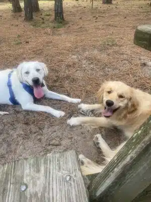 Mary's Paws Park - Kill Devil Hills, NC