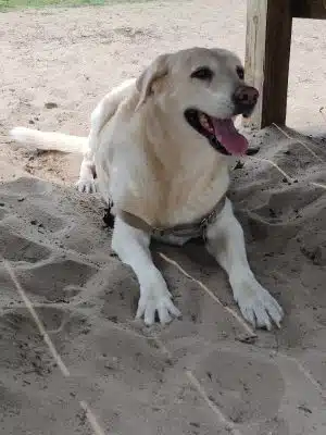 Mary's Paws Park - Kill Devil Hills, NC