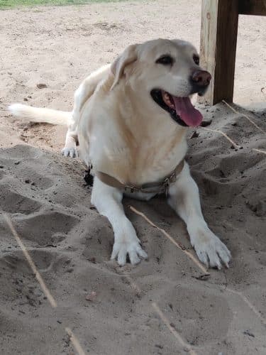 Mary's Paws Park - Kill Devil Hills, NC