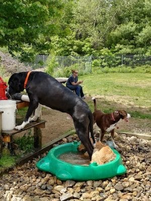 Live Free and Run Dog Park