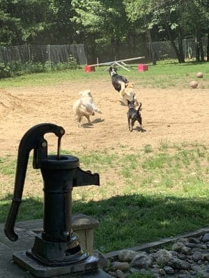 Live Free and Run Dog Park