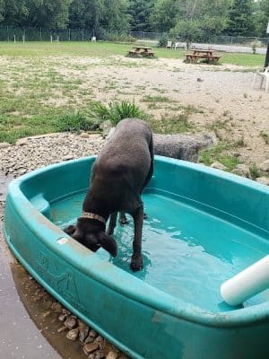 Live Free and Run Dog Park