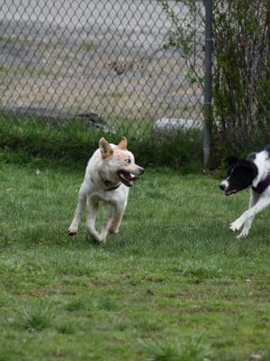 Live Free and Run Dog Park