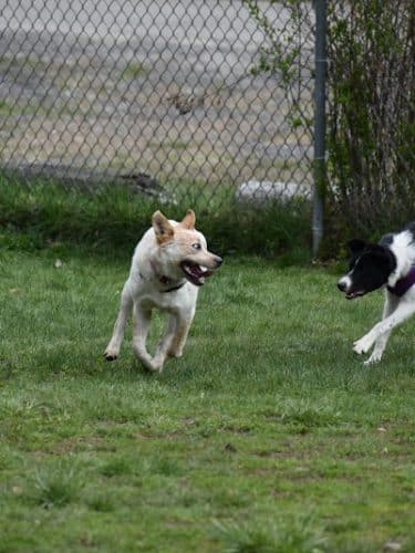 Live Free and Run Dog Park