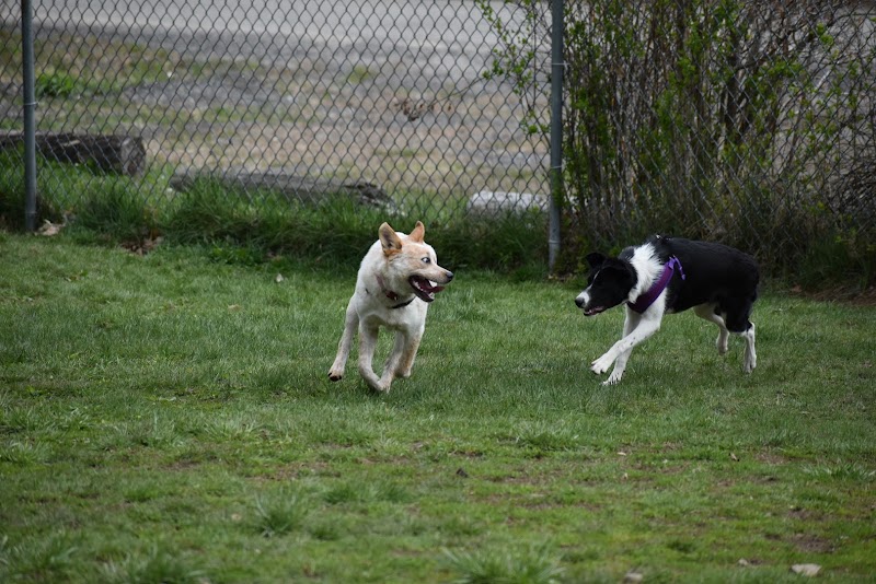 Live Free and Run Dog Park - Kingston, NH