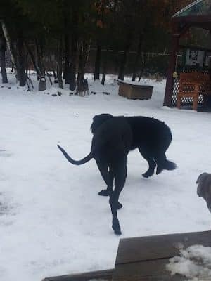 Live Free and Run Dog Park